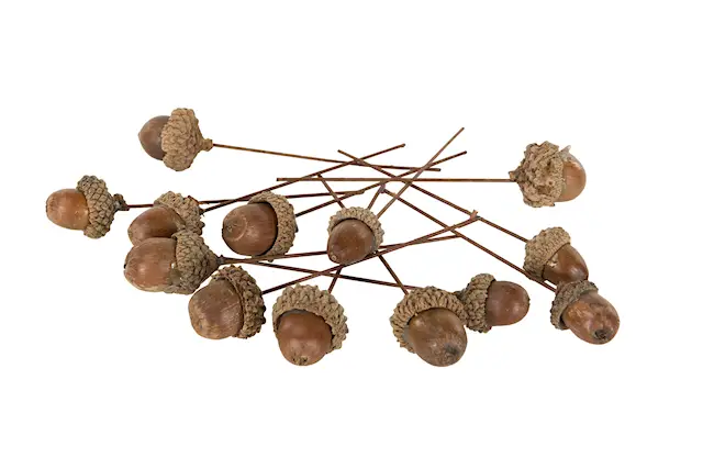 Stick Acorn -kierteinen luonto