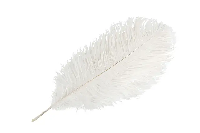Strutsfjäder Vit
