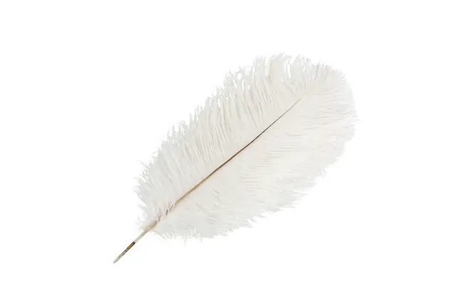 Strutsfjäder Vit