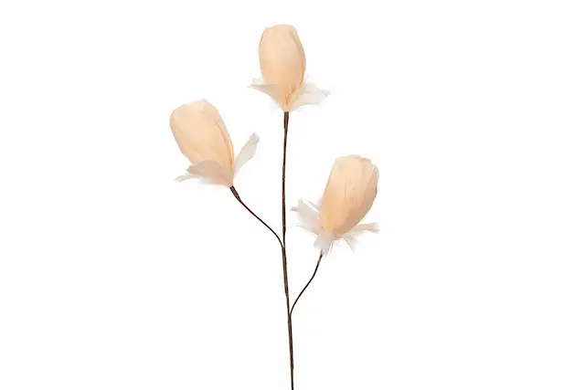 Kvist Fjäderknopp Aprikos