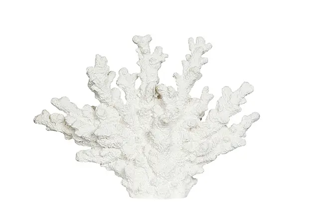 Korall Poly Vit