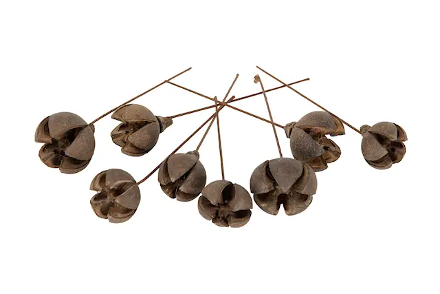 Stick Shizhi/Tiukka luonto