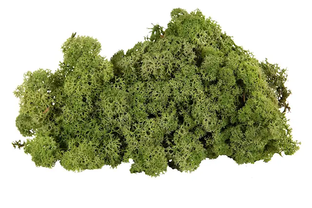 Poronjäkälä keskivihreä liekinkestävä