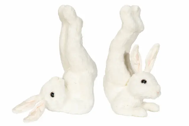 Dekoration Hare Workout