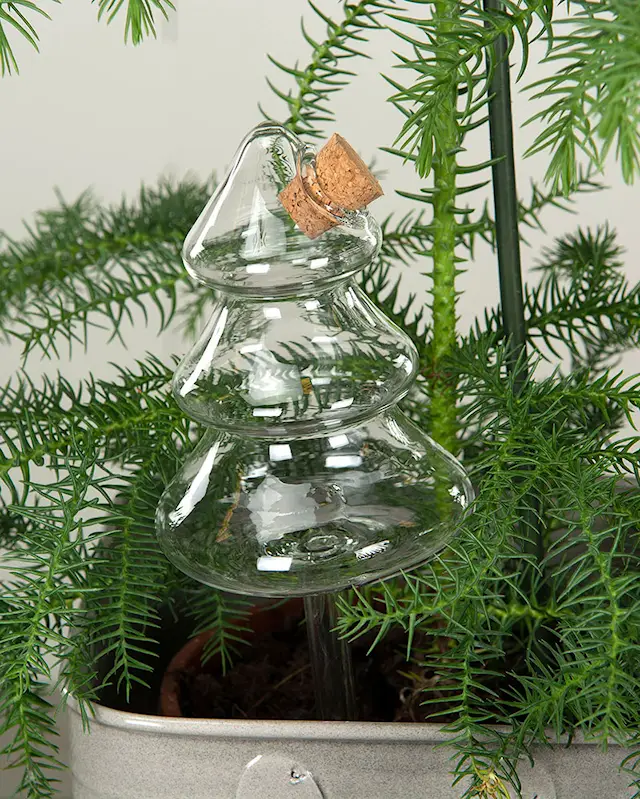 Watering Glass Tree
