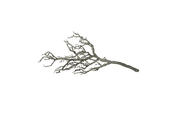 Konstväxt Trädgren