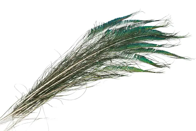 Påfågelfjädrar Edge