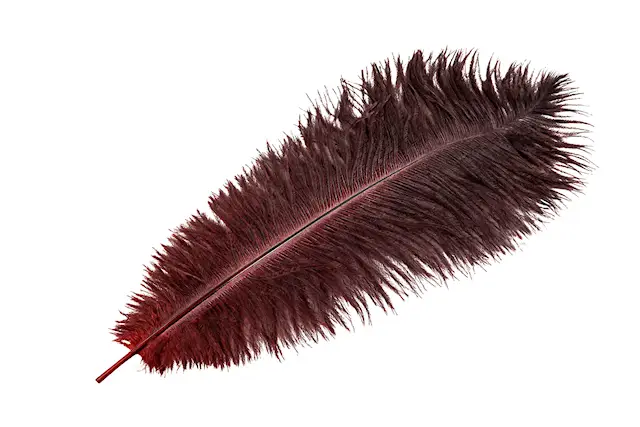Strutsfjäder Mörkröd