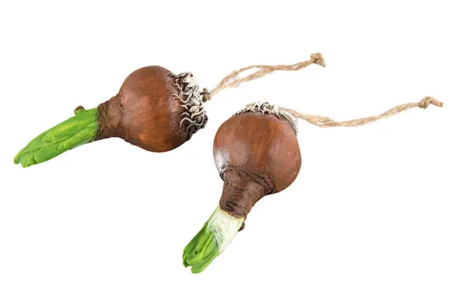 Riipus kukkasipuli Natur