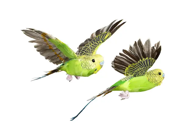 Dekoration Undulat Flygande