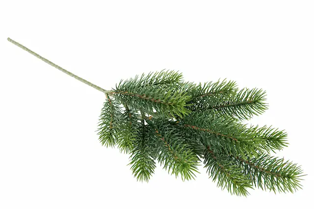 Konstväxt Grankvist