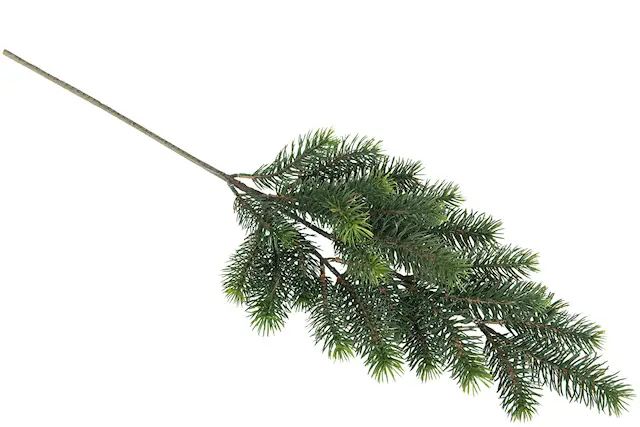 Grankvist Mörkgrön