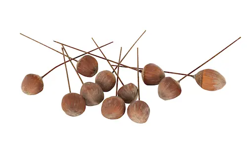 Stick Hasselnöt Trådad Natur