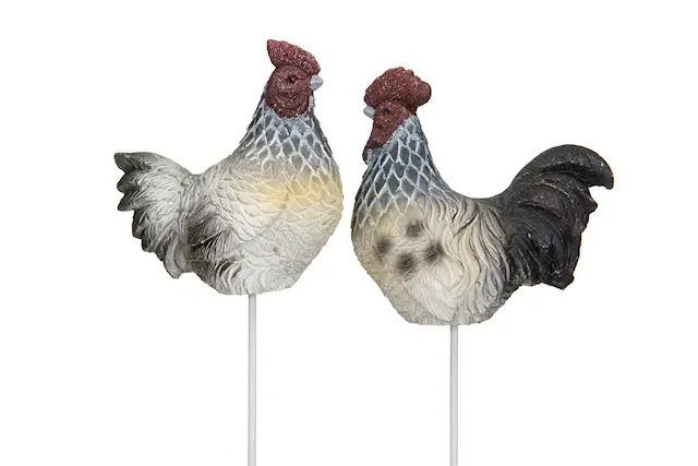 Tikku kukko ja kana