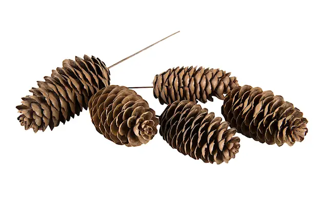 Stick Oblong Cone -kierteinen Nature