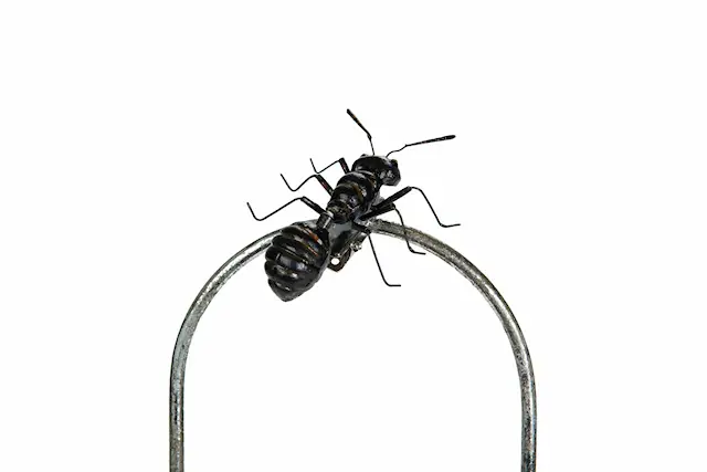 Clip Ant