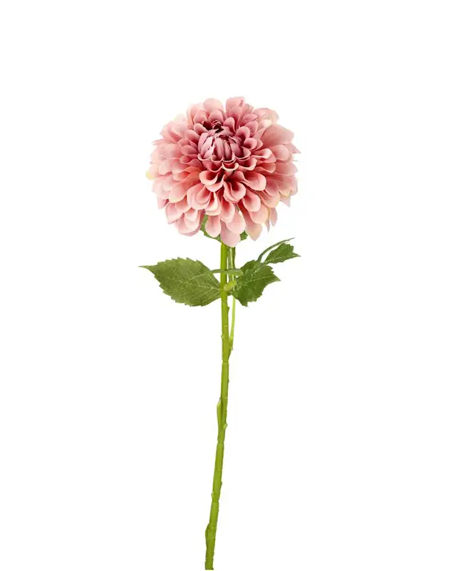 Konstväxt Dahlia Dusty Pink