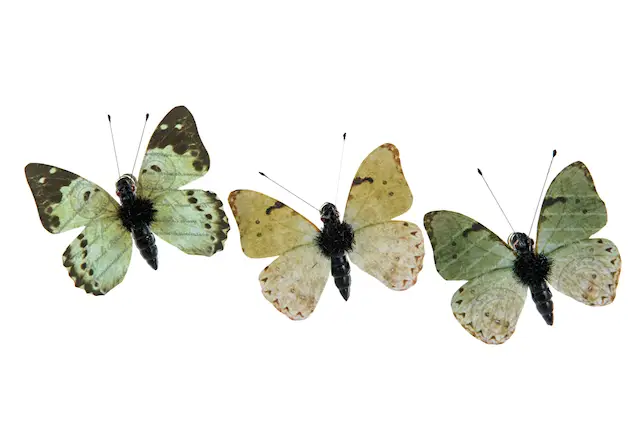 Clip Fjäril Disa Ljusgrön Mix