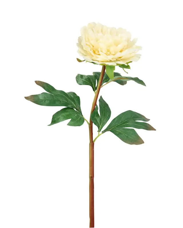 Tekokasvi Pioni