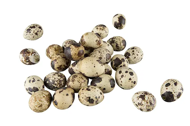 Dekoration Vaktelägg Natur