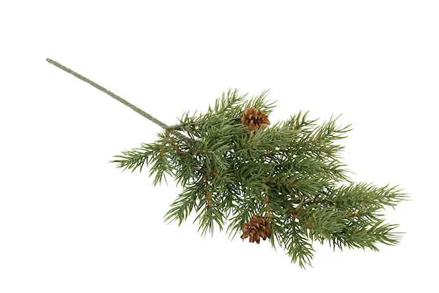 Konstväxt Grankvist Kottar