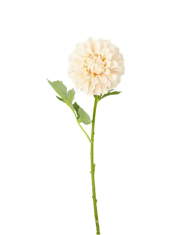 Konstväxt Dahlia Ljusrosa