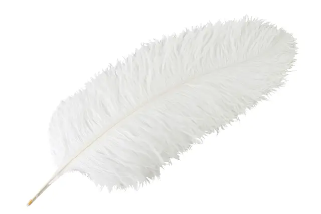 Strutsfjäder Vit