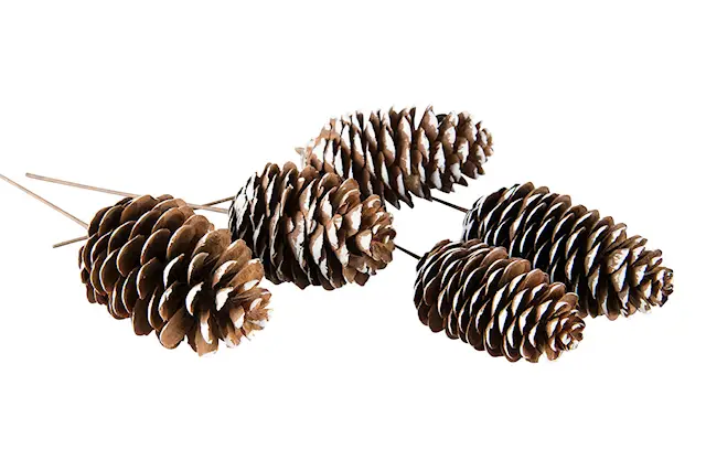 Tikku Pitkulainen Kartio Kierretty Valkoinen Pää