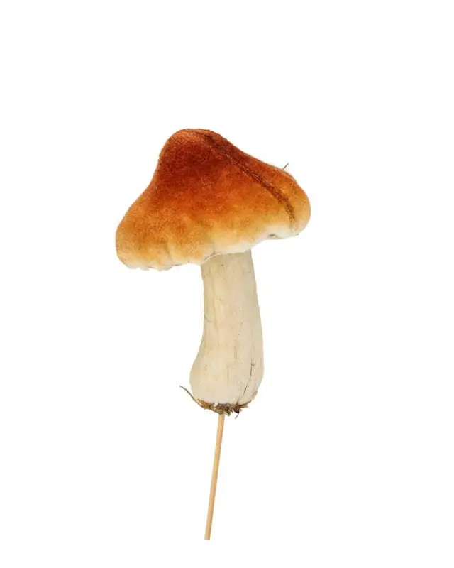 Tikkusieni