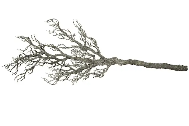 Konstväxt Trädgren