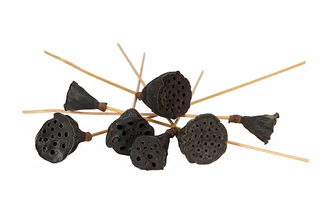 Stick Lotus Mini