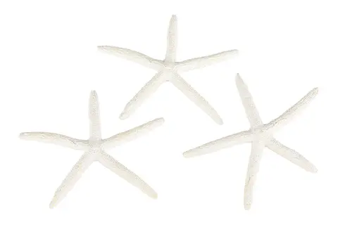 Starfish Poly White