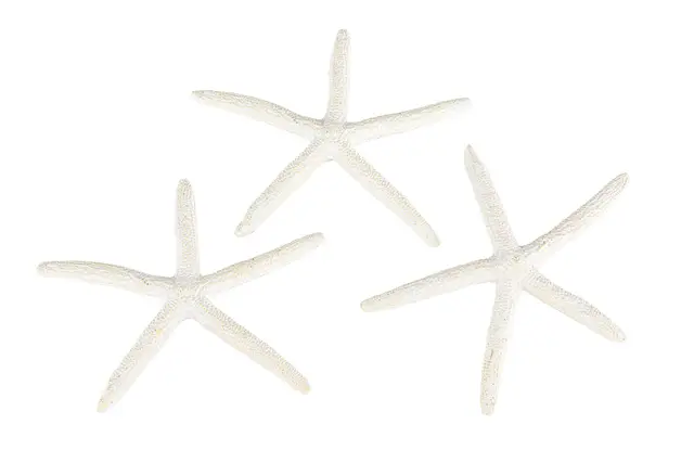 Sjöstjärna Vit Poly