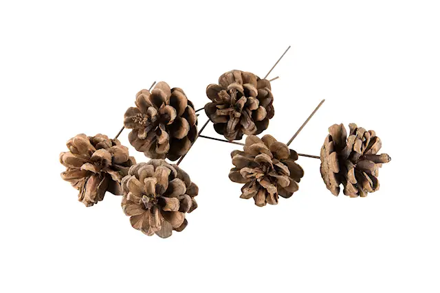 Männynkäpy/lankaluonto