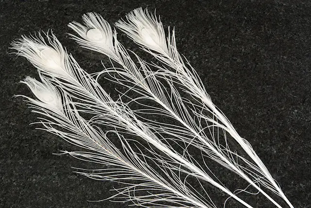 Påfågelfjäder Creme