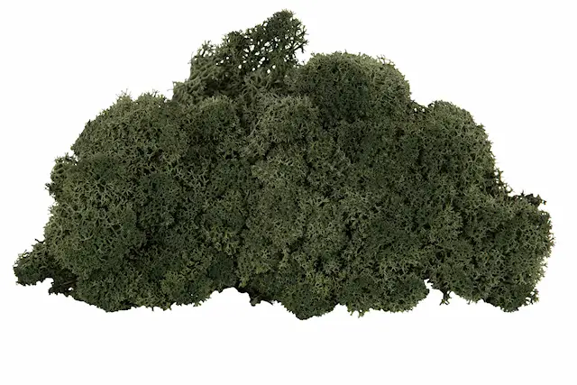 Renlav Pine Flamsäker