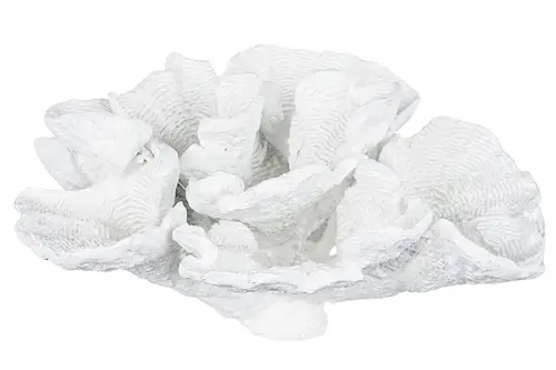 Coral Bred Poly White