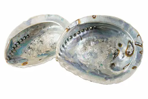 Shell Abalone Medium