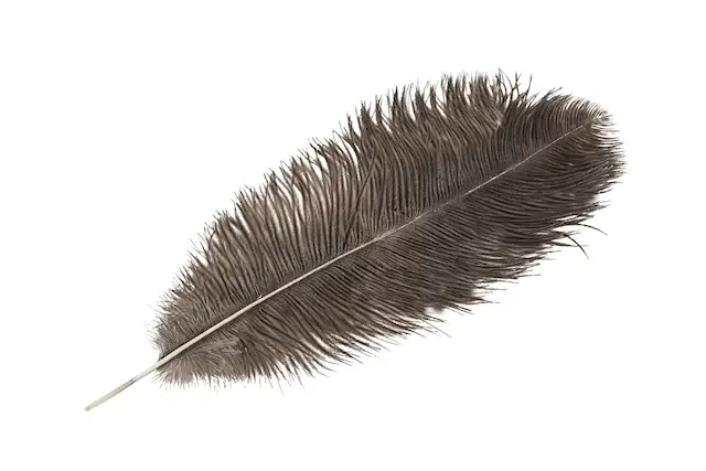Strutsfjäder Natur