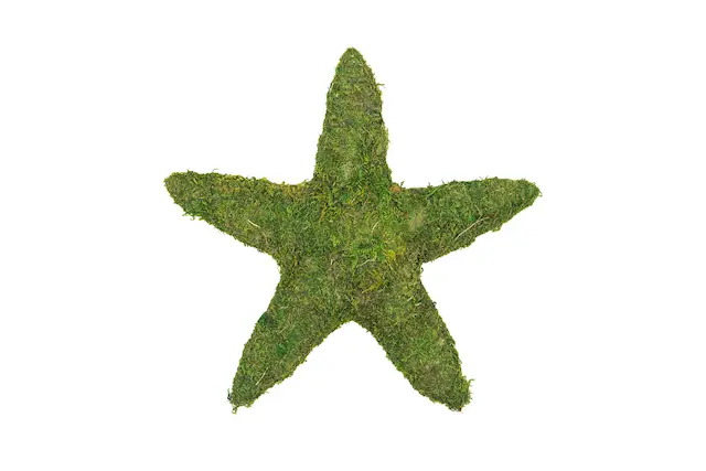 Moss-stjärna