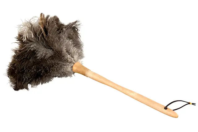 Strutsfjäder Dammvippa Natur