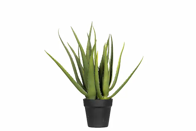 Konstväxt Aloe Vera