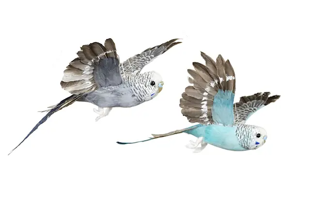 Dekoration Undulat Flygande Mix