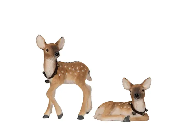 Fallow Deer Calf