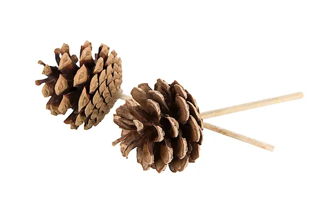 Kartiotikku Luonnollinen