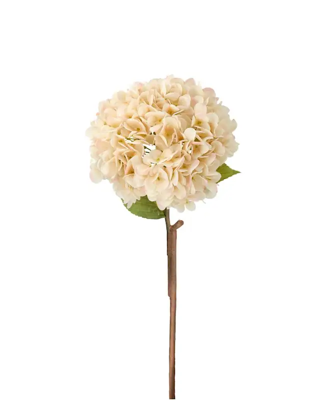 Konstväxt Hortensia Creme