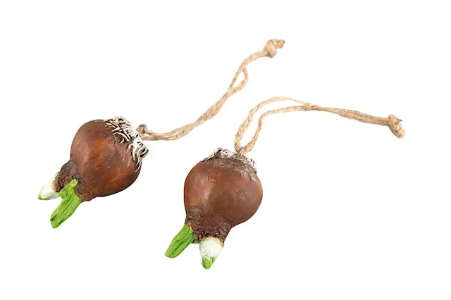 Riipus kukkasipuli Natur