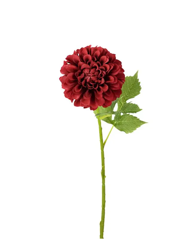 Konstväxt Dahlia Vinröd